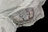 Wide Enrolled Flexicalymene Trilobite - Mt Orab, Ohio #85389-3